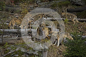 Life in the pack of wolves.