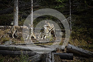 Life in the pack of wolves.