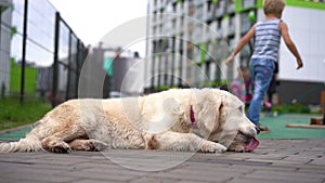 Life with pets in a modern city - a dog rests near a playground in an animal friendly neighborhood