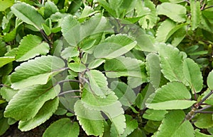 life plant or miracle leaf Bryophyllum pinnatum.