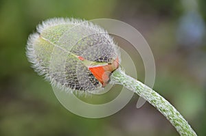 Life of a Poppy Flower- bud closeup