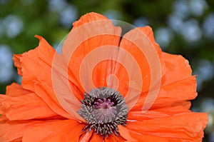Life of a Poppy Flower- full glory orange petals