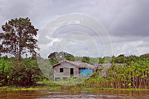 Daily Life in The Rainforest