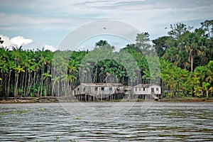 Daily Life in The Rainforest photo