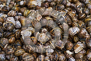 Life raw snails for sale in Chania street market as a background.