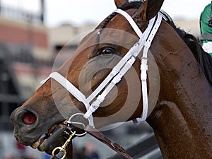 Life`s a Parlay Wins the Excelsior Stakes