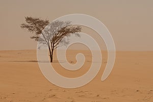 Life in the Sahara desert. Chad. Africa.