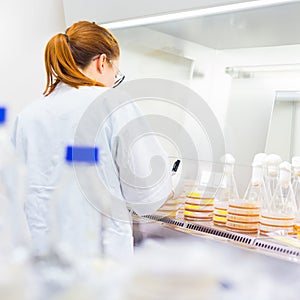 Life scientist researching in the laboratory.