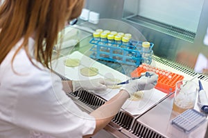 Life scientist researching in the laboratory.