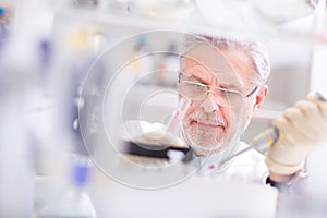 Life scientist researching in the laboratory. photo