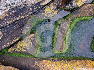 Life at the seashore at low tide