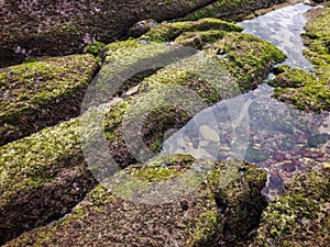 Life at the seashore at low tide