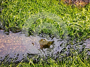 Life at the seashore at low tide