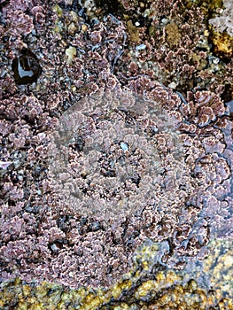 Life at the seashore at low tide
