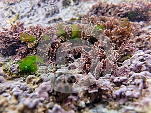 Life at the seashore at low tide