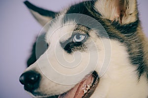 Life is short, play with your dog. Husky with blue eyes and wolf like look. Husky dog. Cute pet dog. Siberian husky is a