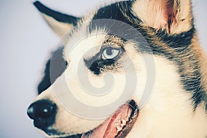 Life is short, play with your dog. Husky with blue eyes and wolf like look. Husky dog. Cute pet dog. Siberian husky is a