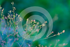 Life spring flower morning beauty