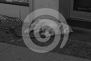 LIFE STYLE SCENE, DOG SLEEPING, COPENHAGUE, DENMARK, MARCH 2019 photo