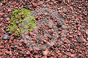 Life survives as green plant in Icelandic cinders