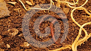 Life teems in fertile soils. Earthworms, moth larvae. Underground insects, bugs