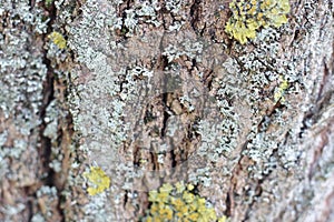 The life on a tree bark