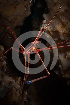 Life underwater on the reefs at Bonaire in the Dutch Caribbean