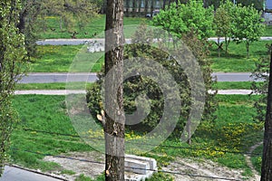 Life and war. blooming grass and trees, and anti-tank hedgehogs