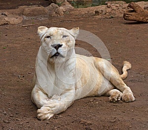 Life of white lions.