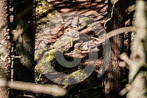 Life of wolf clamps. Srni, National Park Sumava, Czech Republic. Educational wolf trail.