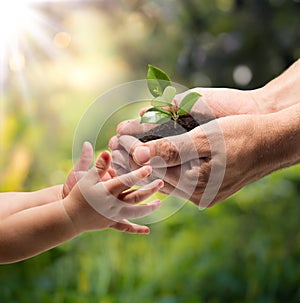 Life in your hands - plant whit garden background photo
