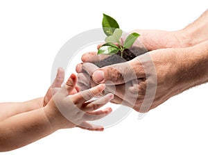 Life in your hands - plant whit white background