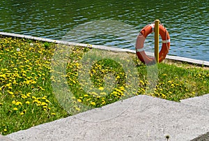 Lifebuoy on the background of a concrete path near the pond with green grass and yellow flowers