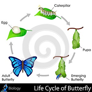 Ciclo vital de mariposa 