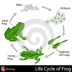 Lifecycle of Frog