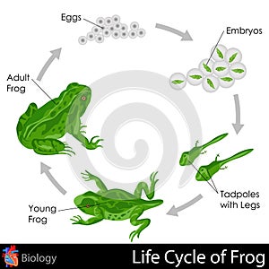 Ciclo vitale da rana 