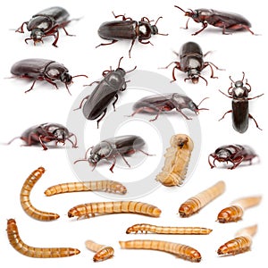 Lifecycle of a Mealworm composition, Tenebrio