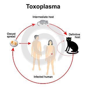 Lifecycle of Toxoplasma gondii