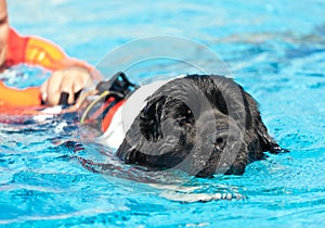 Lifeguard dog