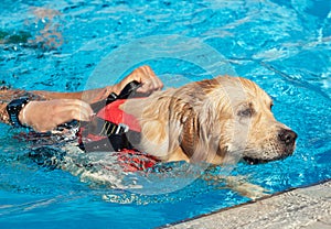 Lifeguard dog