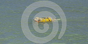 Lifeguard dog, rescue demonstration with the dogs in the beach