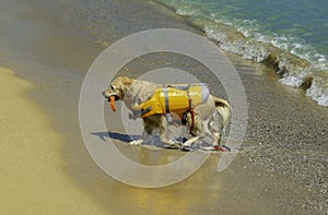 Lifeguard dog, rescue demonstration with the dogs in the beach