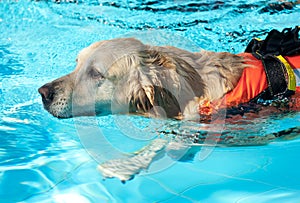 Lifeguard dog