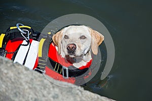 Lifeguard dog, rescue demonstration with the dogs in the water