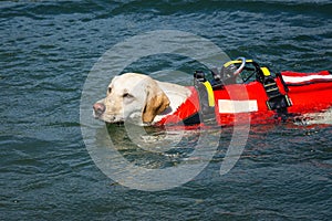 Lifeguard dog, rescue demonstration with the dogs in the water