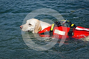 Lifeguard dog, rescue demonstration with the dogs in the water
