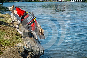 Lifeguard dog, rescue demonstration with the dogs in the water