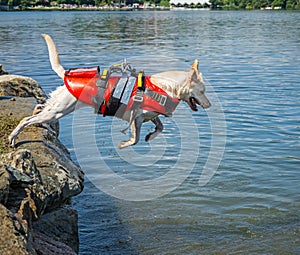 Lifeguard dog, rescue demonstration with the dogs in the water