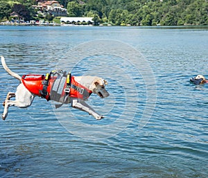 Lifeguard dog, rescue demonstration with the dogs in the water