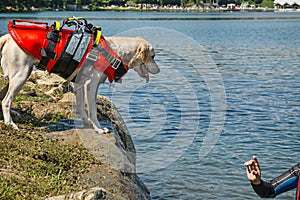 Lifeguard dog, rescue demonstration with the dogs in the water